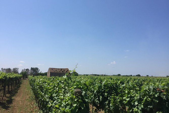 WINE TOUR - SALENTO and PUGLIA - Exploring Historic Vineyards