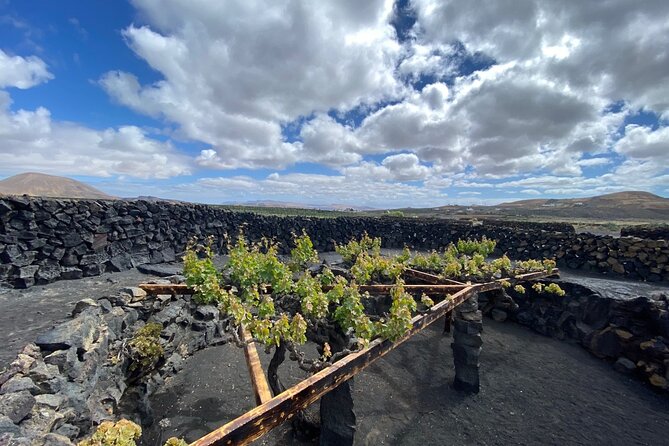 Winery Visit and Tasting in Lanzarote - Additional Wine Purchase Offers