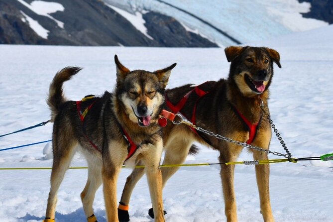 Winter Dog Sledding in Knik, Alaska - Sum Up