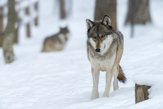Wolf and Wildlife Tracking in Sweden - Booking and Cancellation