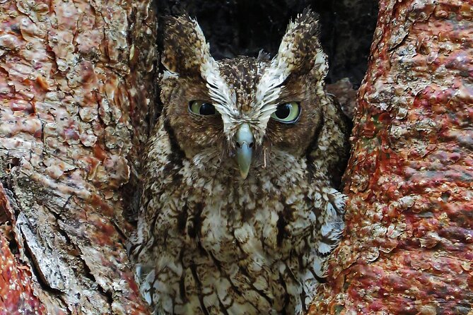 Xocen Birding - Tour Experience