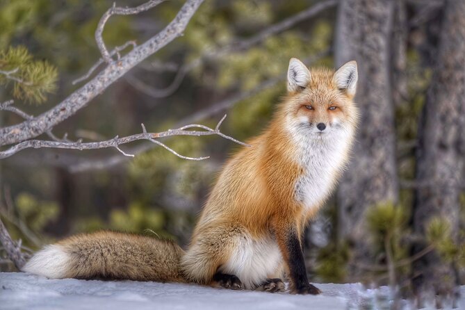 Yellowstone and Grand Teton National Parks Wildlife Adventure (2 Day/1 Night) - Group Size and Accessibility
