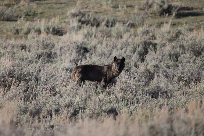 Yellowstone Full-Day Upper Loop With Wildlife Adventure W/Lunch - Cancellation Policy