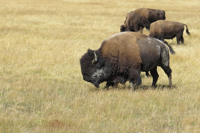 Yellowstone & Grand Teton National Parks - Ultimate Wildlife Safari - Booking and Pricing Information