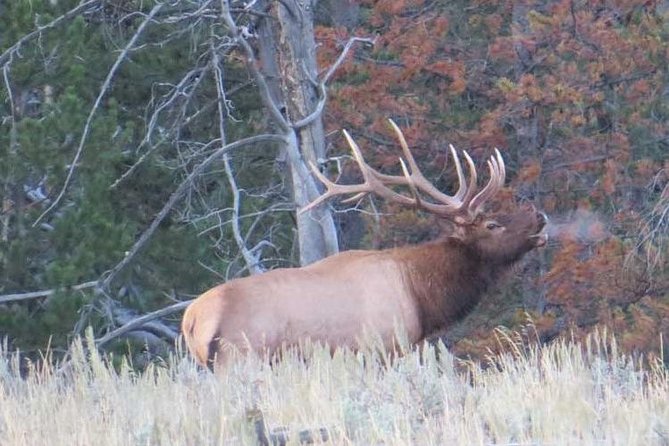 Yellowstone National Park - PRIVATE Upper Loop Tour From West Yellowstone - Things To Known
