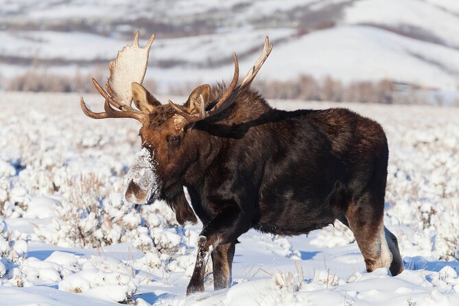 Yellowstone Snowshoe Safari From Bozeman - Private Tour - Pricing Information