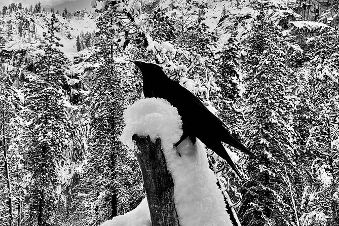 Yosemite Winter Highlights Small Group Tour - Recommended Gear for Winter