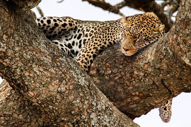 6-Day Private Midrange Tour in Arusha With Airport Pickup - Good To Know