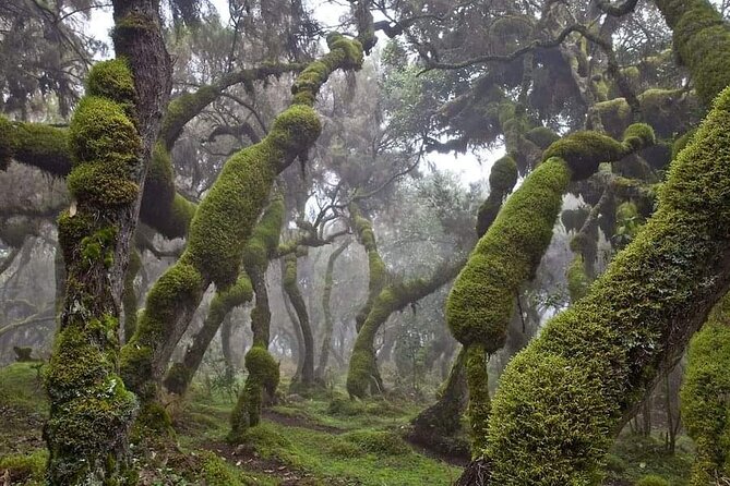 6 Days Bale Mountains Trekking - Good To Know
