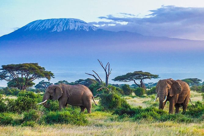 6 Days Masai Mara, Lake Nakuru & Amboseli-Ultimate Kenyan Safari - Iconic Wildlife Reserves