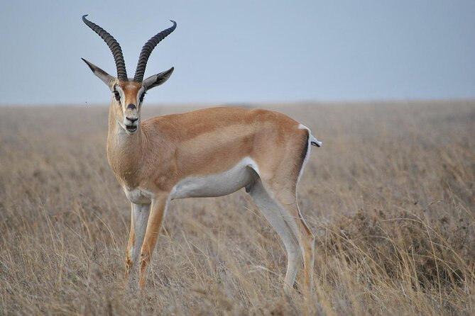 6 Days Tanzania Northern Circuit Safari - Good To Know