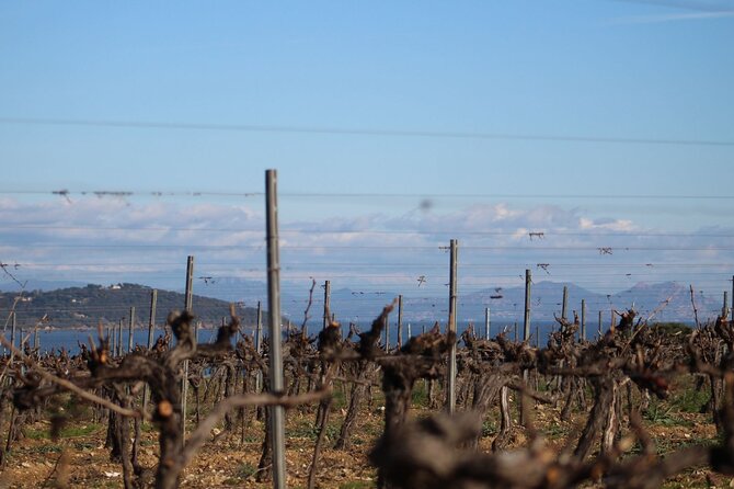 1/2 Day Private Vintage Tour, Vineyards of Saint-Tropez - Winery Visits and Tastings