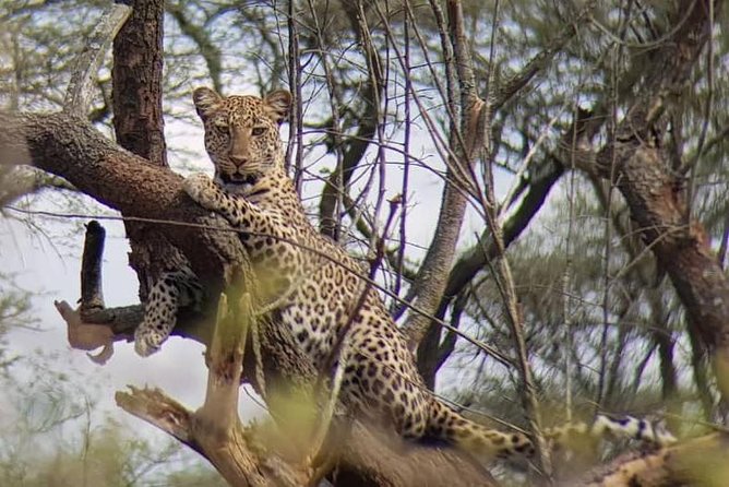 1 Day Akagera Wildlife Safaris Rwanda (2 Pax Min) - Frequently Asked Questions