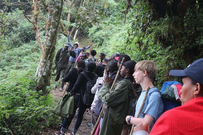 1 Day Canopy Walk Way in Nyungwe Natioinal Park - Tips for Your Visit