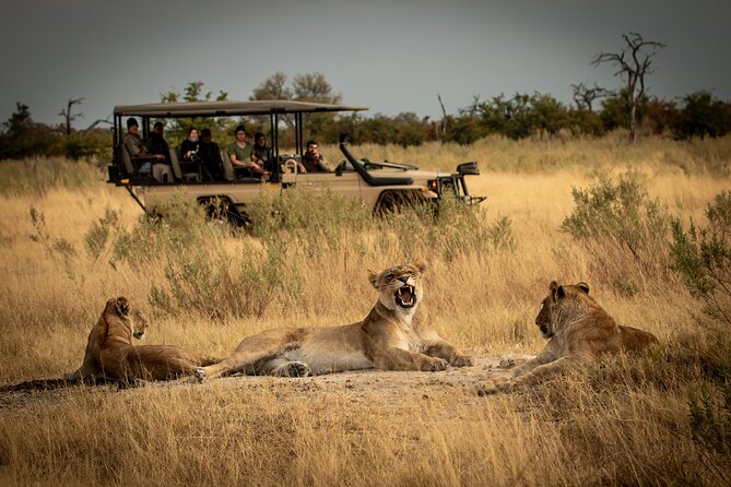 1-Day Fly in Safari to Mikumi National Park From Zanzibar - Pricing and Booking Details