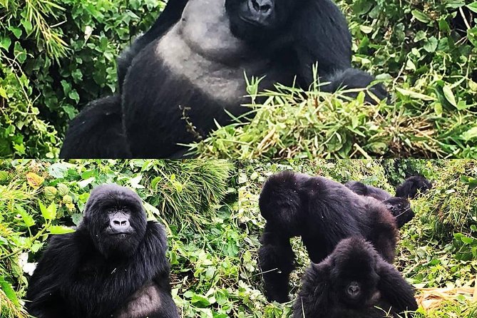 1-Day Rwanda Gorilla Tour - Traveler Reviews