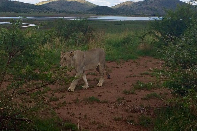 1 Day Safari From Johannesburg - Booking and Cancellation