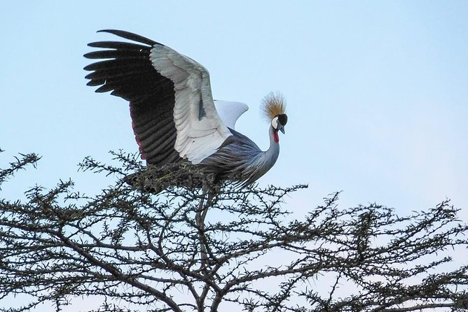 1 Day Tour Nairobi National Park,Giraffe Center&Karen Blixen - Booking Information