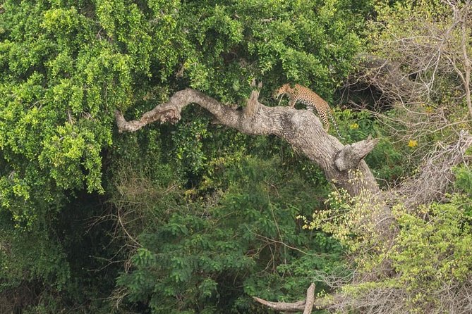 1 Day Tour to Yala National Park or Udawalawe National Park - Booking Process and Options
