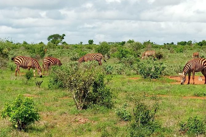 1 Day Tsavo East Safari ( Minimum 2 Pax) - Booking and Pricing Information