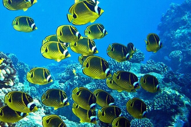 1 Tank Shore Dive at Sea Turtle Cove - Customer Ratings and Feedback