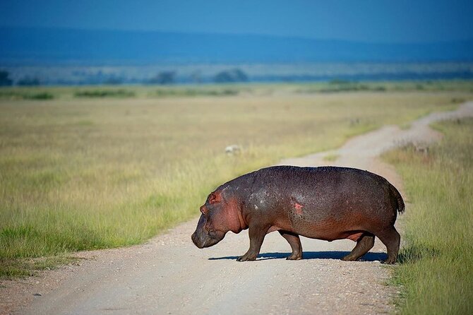 10-DAY African Safari in Uganda From Kampala - Physical Requirements
