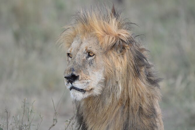 10-Day Amazing Comfort Camping Safari - Customer Reviews and Experiences