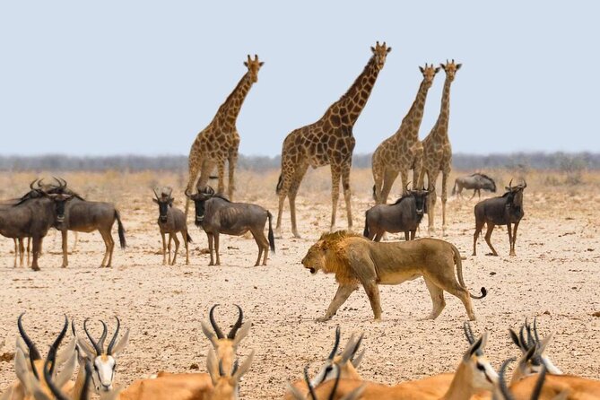 10 DAYS BEAUTY OF NAMIBIA | Private Guided Tour - Pricing and Payment
