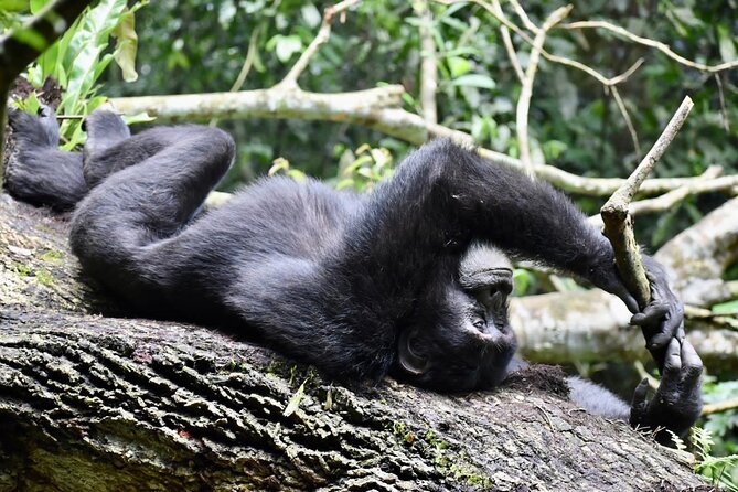 10 Days Uganda Safari With Gorillas - Chimpanzee Trekking Adventure