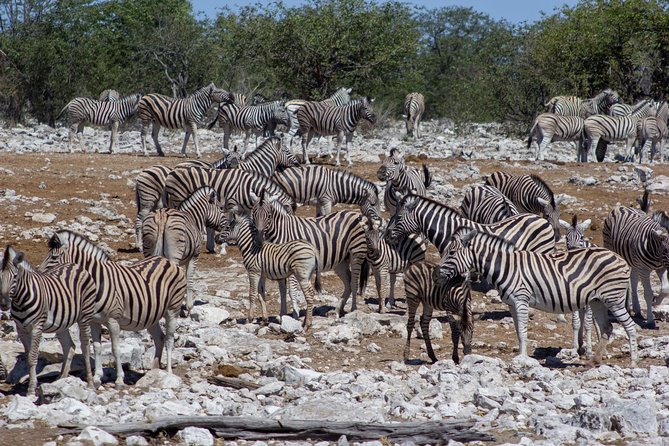 11 Day Namibia Experience Fully Accommodated Tour - Pricing and Cancellation Policy