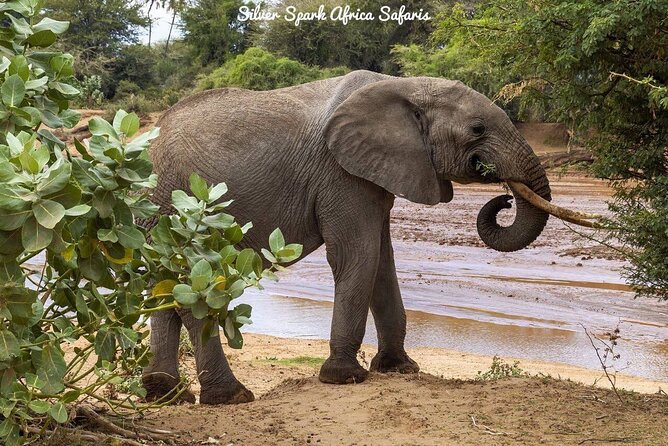 11-Day Serengeti, Maasai Mara, Tarangire, Amboseli Park - Pickup and Drop-off