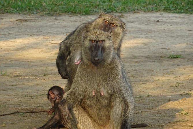 12 Days Memorable Experience Tour in Uganda - Itinerary
