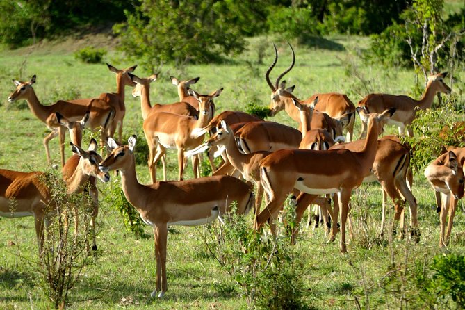12 Days Samburu Ol-Pejeta Lake Nakuru Masai Mara Lake Naivasha Amboseli Safari - Reviews and Ratings
