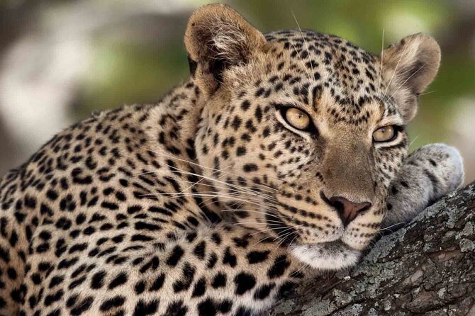 12 Days Wildlife Safaris And Culture Tour - Discovering Unique Tanzanian Cuisine