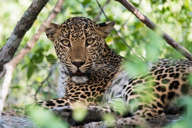 13-Day Flexible Private Sri Lanka Tour - Travel Itinerary Overview