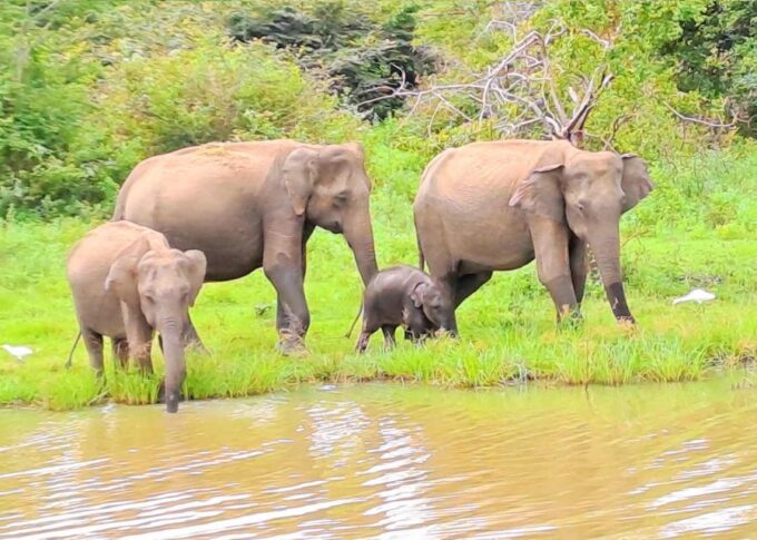 14 Days Tour Package Sri Lanka - Destination Experiences