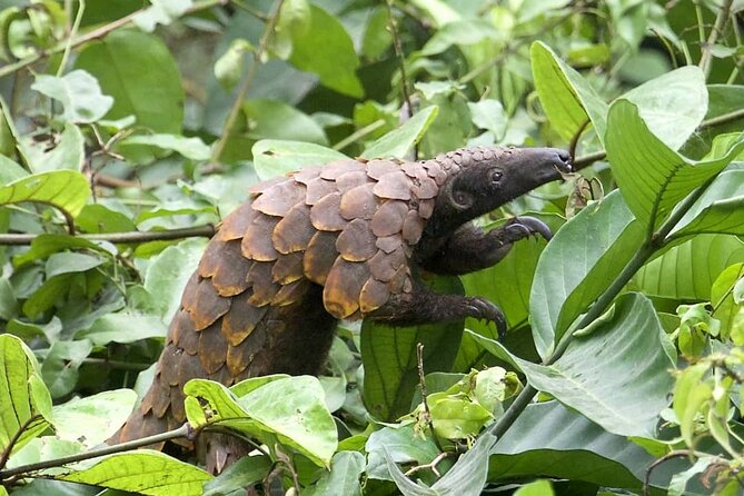 15-Day Ghana Wildlife Private Tour - Accessibility Features
