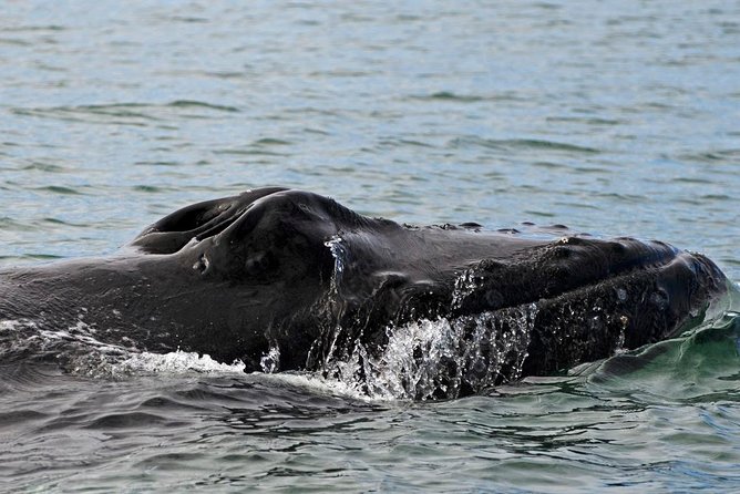 1hr ATV Adventure & Whale Watching Combination Tour From Reykjavik - Tour Duration and Schedule