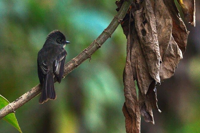 2-Day Bird Watching Tour in the Sierra De Bahoruco - Birdwatching Highlights