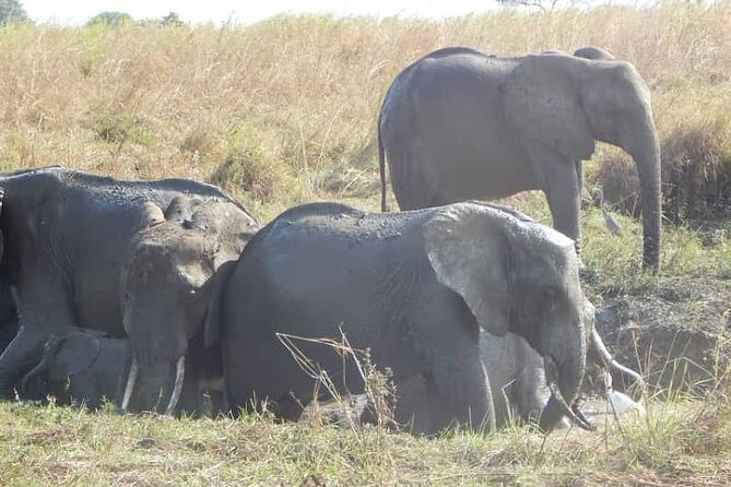 2-Day Private Mikumi National Park Tour From Dar Es Salaam - Customer Reviews