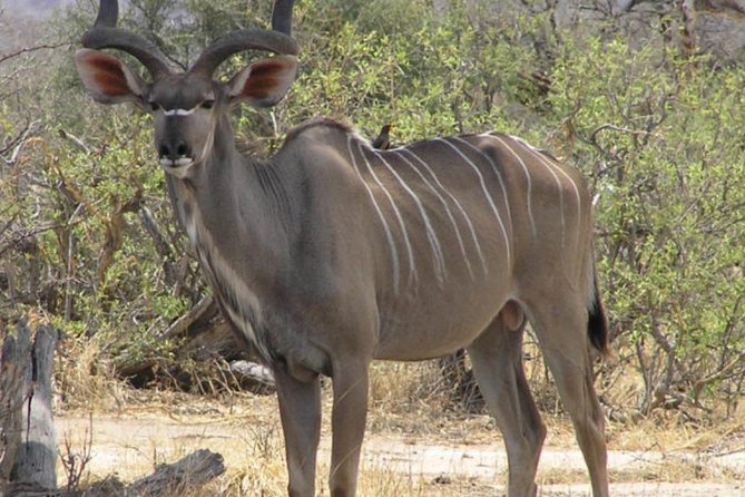 2 Day: Tarangire and Ngorongoro Crater - Outstanding Tour Reviews