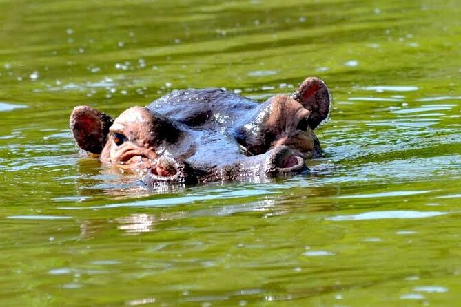 2-Day Wildlife Safari in Lake Mburo National Park - Traveler Tips and Recommendations