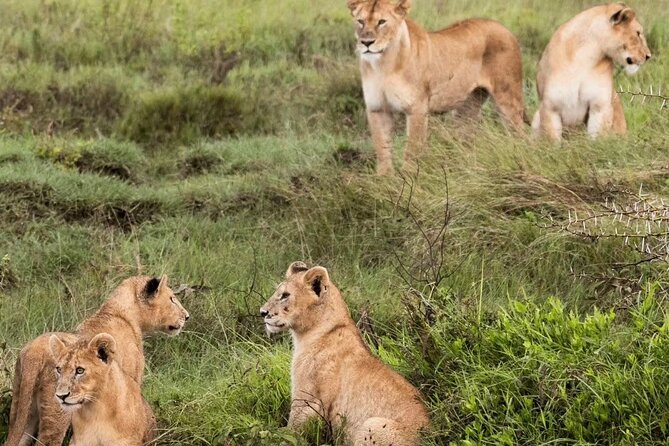 2 Days 1 Night Mikumi National Park: a Perfect Private Safari - Accessibility and Traveler Information
