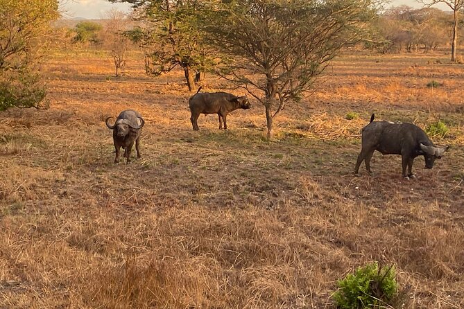 2 Days/ 1 Night Mikumi Tanzania National Park Safari - Customer Reviews and Ratings