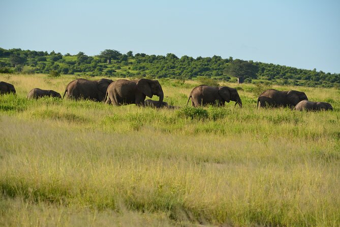 2 Days 1 Night Northern Joining Safari Private Tour - Safety and Accessibility