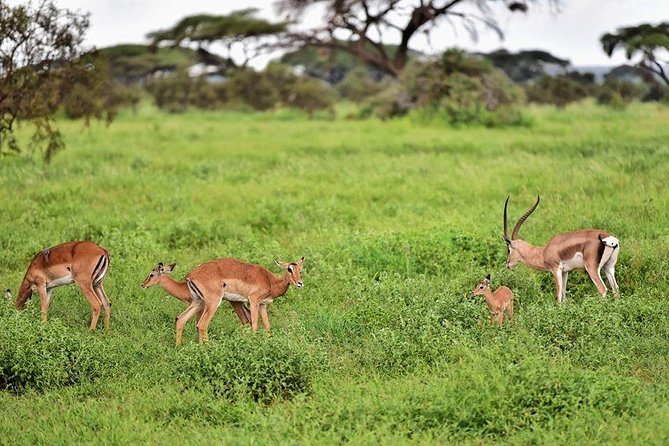 2 Days Amboseli Private Safari - Inclusions and Amenities