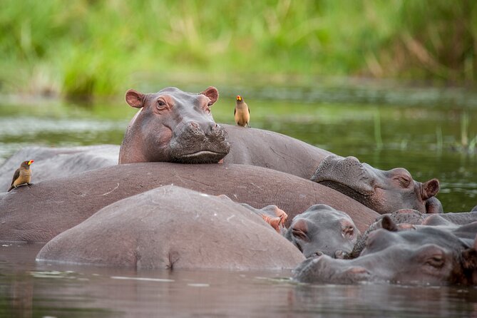 2 Days Budget Safari to Murchison Falls National Park - Meals and Refreshments