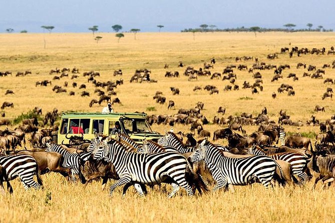 2 Days Masai Mara Private Safari From Nairobi - Additional Information to Know