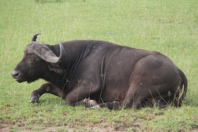 2-days Murchison Falls and Wildlife Game Viewing - Accessibility Information