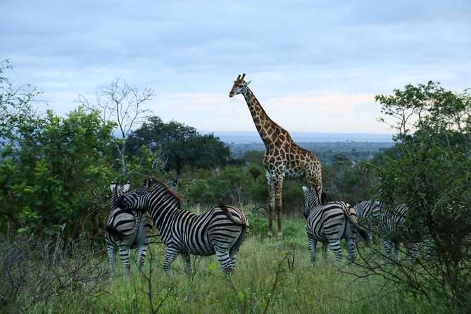 2 Days Pilanesberg National Park Luxury Safari - Preparing for the Safari